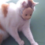 ChickenPoppers's Avatar'