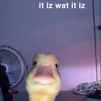 Fhassy-howl's Avatar'