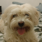 moolero's Avatar'