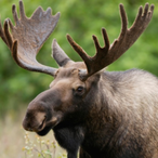 Canadian_Myth's Avatar'