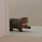 Cursed_Cat_'s Avatar'