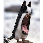 bypassjn ngl's Avatar'