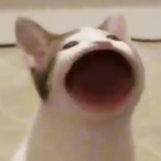 Sasuke.Strike's Avatar'