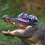 LongSockedVato's Avatar'