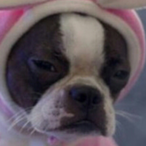 tt diasteIla's Avatar'