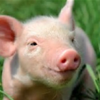 LilBacon364's Avatar'
