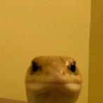 Awful_Waffle1's Avatar'