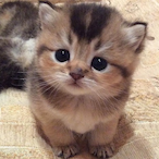 CATS_Jabberwoky's Avatar'