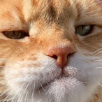 lKorruptWDGl's Avatar'