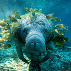 pseudologos's Avatar'