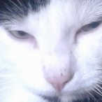 Mr-Annialator-16's Avatar'