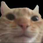 DuccDG's Avatar'