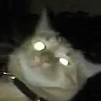 BakesChamp's Avatar'