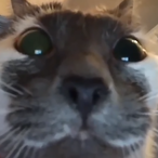 KjngOnZEN's Avatar'