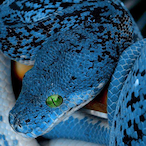 NawghtyPython's Avatar'