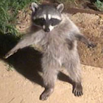 AhadCancelVsLoic's Avatar'