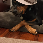 FurryDogeman's Avatar'