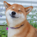 BabyKitten2011's Avatar'