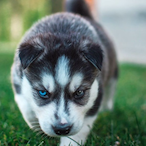 Da-_-Wuff's Avatar'