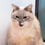 DekaiNyanko's Avatar