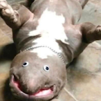 AverageGamer._.'s Avatar'