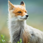 ClearDiamond's Avatar