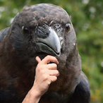 CAWCAWCAWCAWCAW's Avatar'