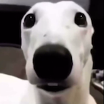 Bummyboi0's Avatar'