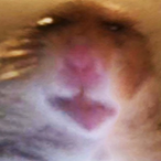 BigHonkers68's Avatar'