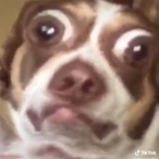 Stinky_Shrimp_'s Avatar'