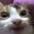 StankMasterGou's Avatar'