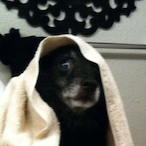 bones_amiri's Avatar'