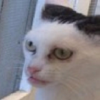 COPPERfield228's Avatar'