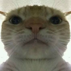 madolas's Avatar'