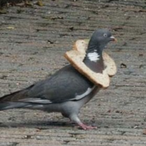 Savage_Pigeon's Avatar'