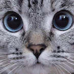 Fr33el01185's Avatar'