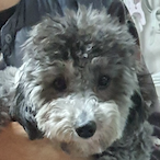 Skalitz_Henry14's Avatar'