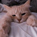 InfernalBDN's Avatar'