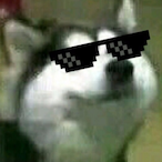 qzinr's Avatar'