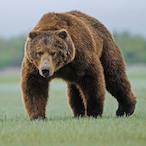 UncI3 Buck's Avatar'