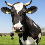 FarmCow's Avatar'