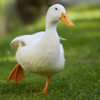 ima_duck's Avatar'