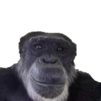 LiamTheWhale's Avatar'