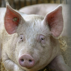 Pigstaduim's Avatar'