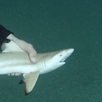 Monkonrollr's Avatar'