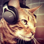 GamerKitten7473's Avatar'