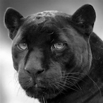 NightWolf_SH's Avatar