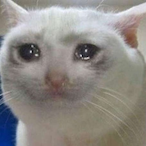 ANGERY_CATE's Avatar'