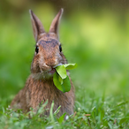 Bunnyfufu1010's Avatar'
