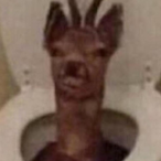 realgrapegoose's Avatar'